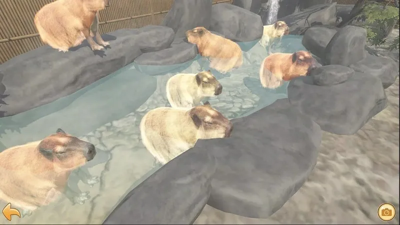 A close-up view of a capybara being fed treats by a zookeeper.