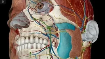 Human Anatomy Atlas 2021 mod interface showing premium features