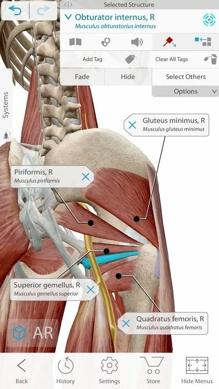 Mô hình Human Anatomy Atlas 2021 với nhãn