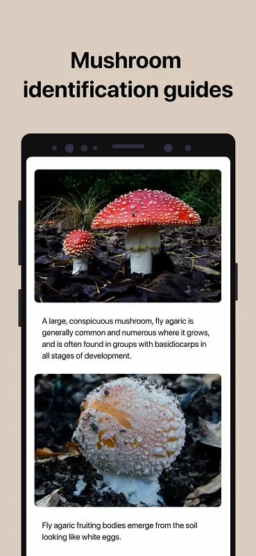 Picture Mushroom detailed mushroom information