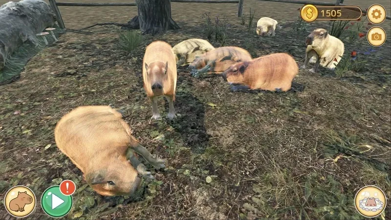 Several capybaras relaxing in a natural hot spring within their zoo enclosure.